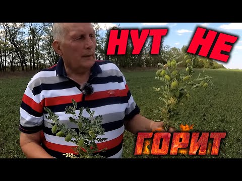 Видео: Максимальный урожай нута, при +40 градусах жары!