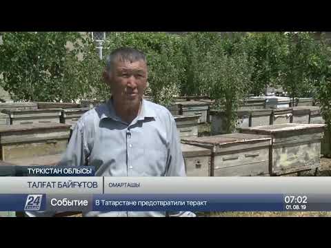 Видео: Түркістан облысы бал аралары мекенін тастап кетуде