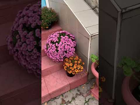 Видео: Перше листопада, а зима не за горами.