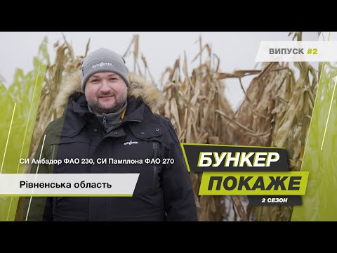 Видео: #БункерПокаже 2-й сезон. Збір урожаю гібридів кукурудзи🌽 СИ Амбадор, СИ Памплона. Рівненська обл.