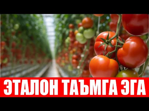 Видео: Хоразм шароитида субстратда касалликлардан ҳоли етиштирилаётган Пинк Парадайз F1 (Pink Paradise F1)