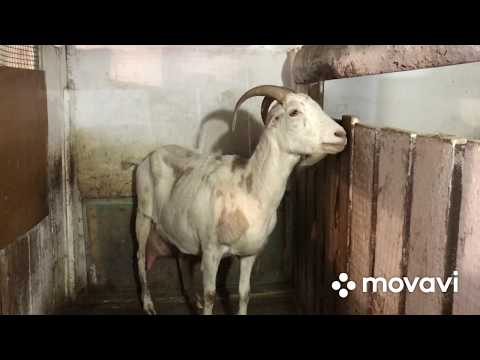 Видео: Контрольная дойка коз//Окрошка на обед//Становлюсь узнаваемой//