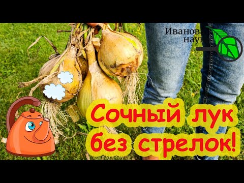 Видео: КАК ВЫРАСТИТЬ КРУПНЫЙ СОЧНЫЙ ЛУК БЕЗ СТРЕЛОК.