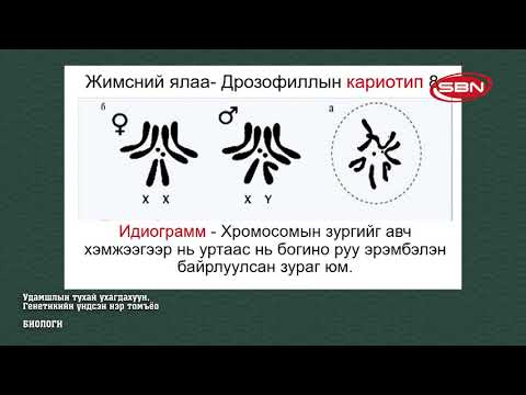 Видео: БИОЛОГИ - УДАМШЛЫН ТУХАЙ УХАГДАХУУН, ГЕНЕТИКИЙН ҮНДСЭН НЭР ТОМЪЁО