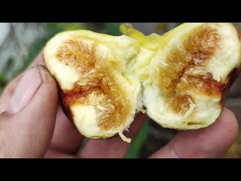 Видео: Інжир в листопаді 