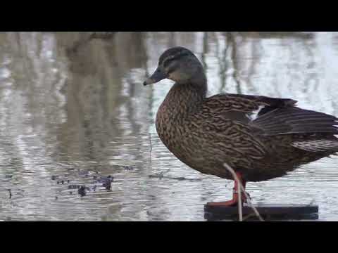 Видео: СУПЕР ОТКРЫТИЕ ОХОТЫ 31.03.24
