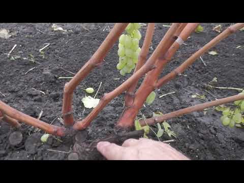 Видео: Приклад формування лоз куща на врожай наступного року