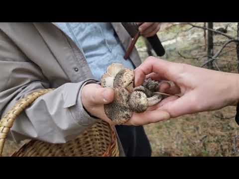 Видео: По грибы с братом