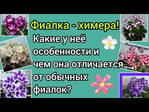 Видео: Фиалка - химера! Особенности размножения химеры! Чем она отличается от обычной фиалки?
