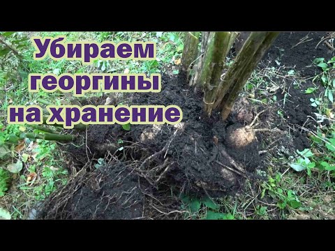 Видео: Как выкапывать и хранить георгины