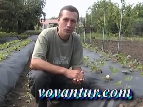 Видео: Подготовка клубники для разведения