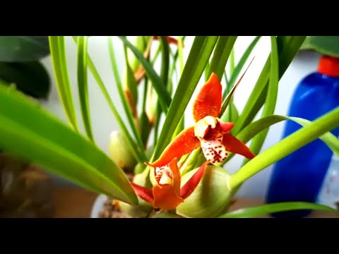 Видео: Maxillaria tenufolia Орхидея Максиллярия цветение, пересадка.