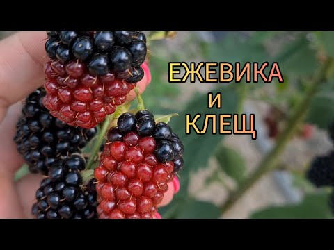 Видео: Как выглядит ягода ежевики пораженная клещем