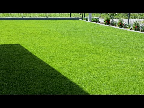 Видео: 7 профессиональных советов по уходу за старым и новым газоном