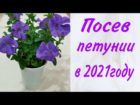 Видео: Посев петунии в 2021году. Проверенный способ посева для хорошего роста.