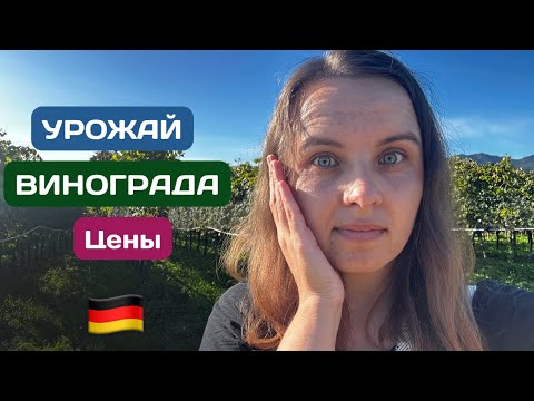 Видео: Сколько винограда! Не ожидала такой урожай в Германии 🍇