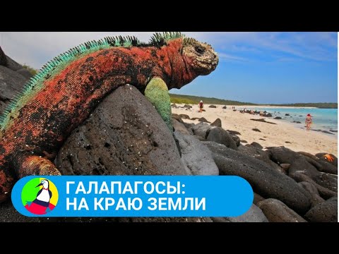 Видео: 🏝 ЮЖНОКОРЕЙСКИЙ ФИЛЬМ О ПРИРОДНОЙ ЛАБОРАТОРИИ ДАРВИНА  🏝 Галапагосы: на краю Земли 🐾 STARMEDIAKIDS