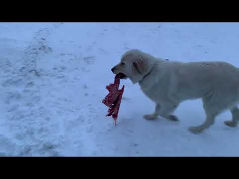 Видео: Канадский фермер - 111