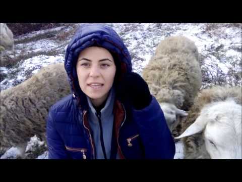 Видео: Запуск козы перед окотом. Когда и как.
