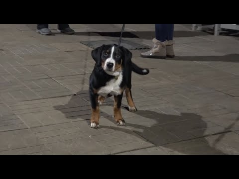 Видео: ДТ-110.  Активный апенцеллер. Урок со щенком. Основы.