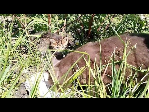 Видео: Кошка и котята.🐱 Приехали в деревню🐈🐈.