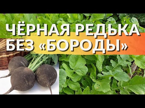 Видео: Черная редька Посадка и Уход.  Простые правила выращивание редьки с отличным результатом.