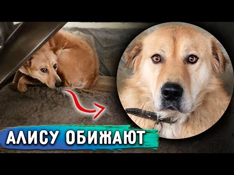 Видео: Кузю оперируем😱 Кого забирают еще? Алису обижают, ей нужен дом 🥺 Дуню выпускаем. Нукеру плохо.