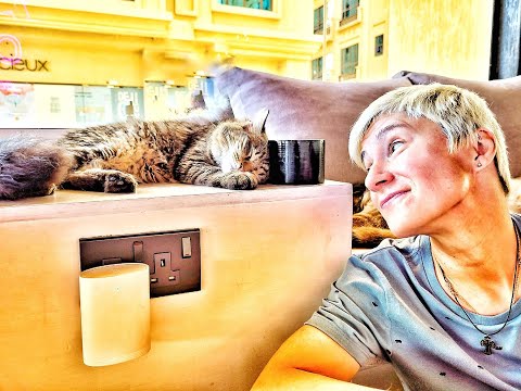 Видео: КОТИКИ В ДУБАЙ/КАФЕ С КОТАМИ