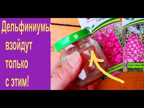 Видео: Дельфиниумы под зиму - это просто