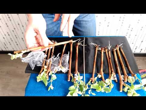 Видео: Талая (снеговая)  и водопроводная вода. Результатом опыта стало  неожиданное открытие.