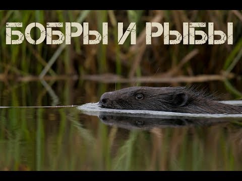 Видео: Бобры и рыбы. Без рыбы