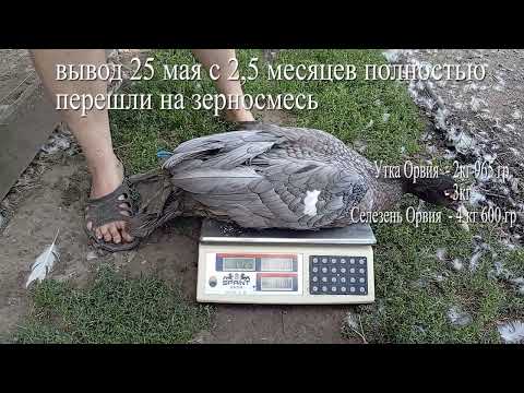 Видео: мускусные утята орвия возраст  ТРИ месяца взвешивание