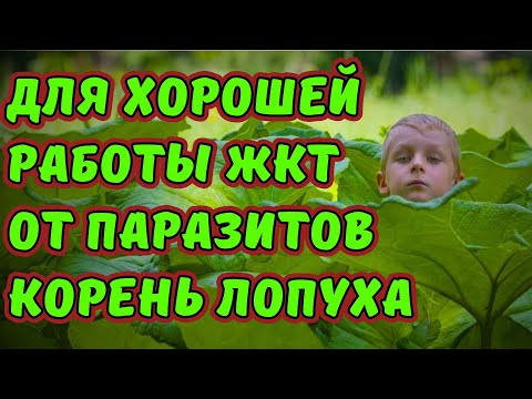 Видео: АПТЕКИ СКРЫВАЮТ! Корень лопуха от рака, для суставов, хорошей работы печени, ЖКТ и от паразитов