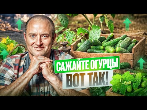 Видео: САЖАЙТЕ Огурцы на СПАНБОНД и никого НЕ СЛУШАЙТЕ! #дача