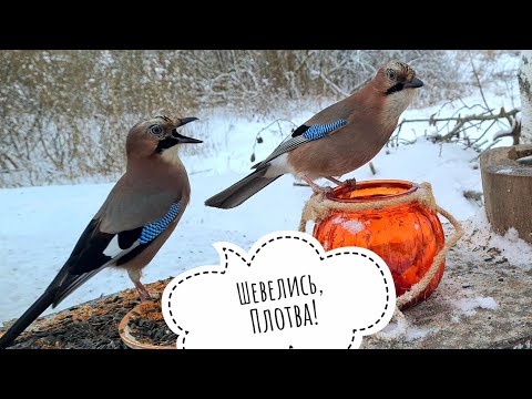 Видео: Птиченькино кафе. Сойки: борьба за банку. Синицы учатся пользоваться банкой с орехами