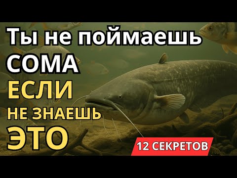 Видео: Секреты рыбалки на сома в сентябре для новичков и профи