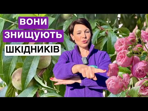 Видео: Знищать всіх шкідників в саду