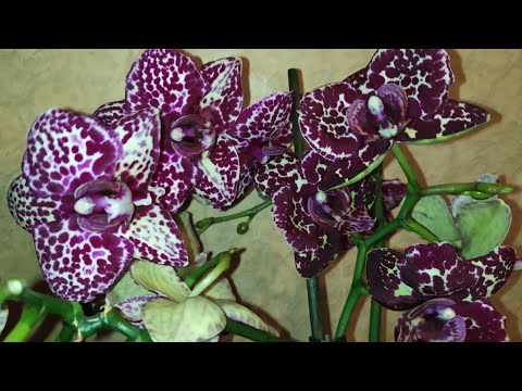 Видео: Орхидея ДИКИЙ КОТ. Варианты цветения Дикого кота. Цветущие орхидеи.