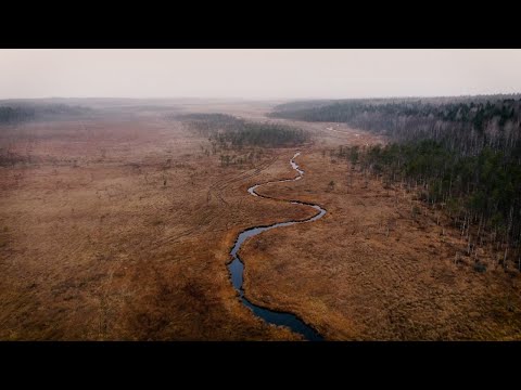 Видео: Тайны Карельского леса | Болото