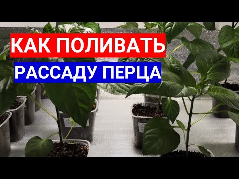Видео: КАК ЧАСТО ПОЛИВАТЬ РАССАДУ ПЕРЦА - НИ ПЕРЕЛИТЬ, НИ ЗАСУШИТЬ!