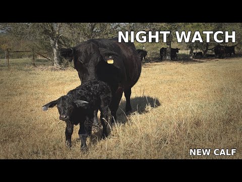 Видео: Эпизод 3: Ночной дозор с Беллой