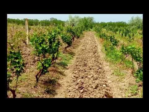 Видео: Проблема филлоксеры решена:  апробация результатов исследований ДСОСВиО