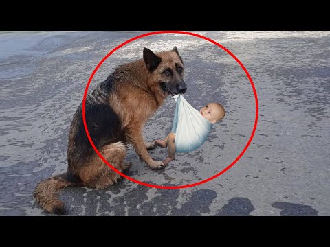 Видео: Девушка увидела на трассе овчарку со свёртком в зубах, а когда присмотрелась – ОПЕШИЛА, там был…