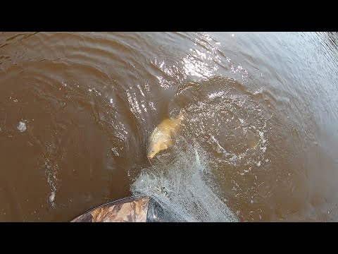 Видео: РЫБАЛКА УДАЛАСЬ!!! КИДАЛ,КИДАЛ И ВСЁ ТАКИ Я ЕГО ПОЙМАЛ!!! САЗАН НА КАСТИНГОВУЮ СЕТЬ ОТ "СИБ KAST"