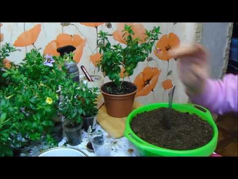 Видео: Три грунта для черенков калибрахоа))) Какой лучше)))