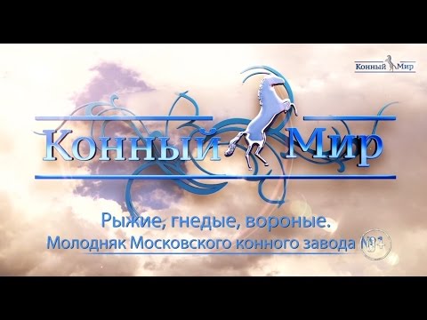 Видео: Конный мир. Рыжие, гнедые, вороные. Молодняк Московского конного завода № 1