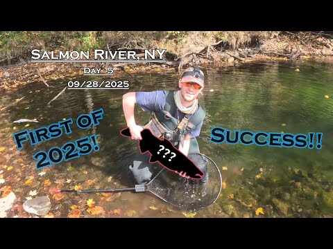 Видео: Ловля лосося нахлыстом — день 5 — река Салмон, штат Нью-Йорк (28.09.2025) — первый пойманный лосо...
