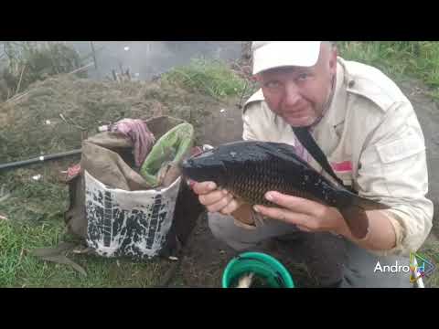 Видео: Ловля карпа на кукурузу.