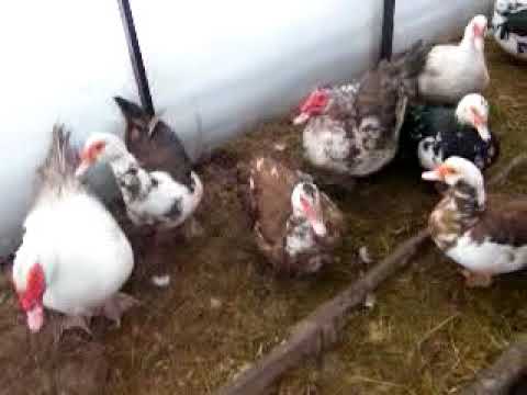 Видео: Мускусные утки (индоутки). Траты в месяц на содержание зимой в теплице.