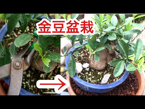 Видео: [Ветка бонсай для продвинутых пользователей] Выполнена полосатым рисунком на коже ствола! !!